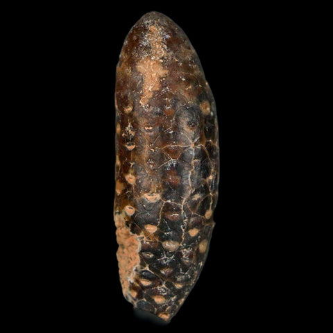 XL 2.2" Fossil Pine Cone Equicalastrobus Replaced By Agate Eocene Age Seeds Fruit - Fossil Age Minerals