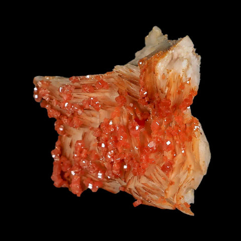 2" Sparkly Orange Vanadinite Crystals White Barite Blades Mineral Mabladen Morocco - Fossil Age Minerals