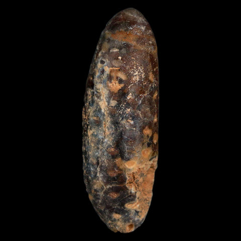 XL 2.2" Fossil Pine Cone Equicalastrobus Replaced By Agate Eocene Age Seeds Fruit - Fossil Age Minerals