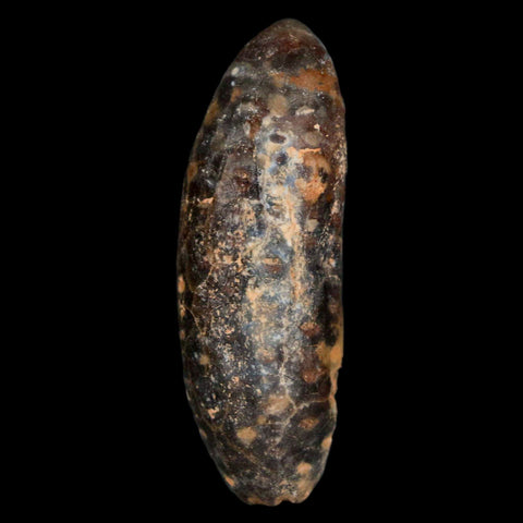 XL 2.2" Fossil Pine Cone Equicalastrobus Replaced By Agate Eocene Age Seeds Fruit - Fossil Age Minerals