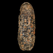 XL 2.2" Fossil Pine Cone Equicalastrobus Replaced By Agate Eocene Age Seeds Fruit