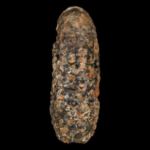 XL 2.2" Fossil Pine Cone Equicalastrobus Replaced By Agate Eocene Age Seeds Fruit - Fossil Age Minerals