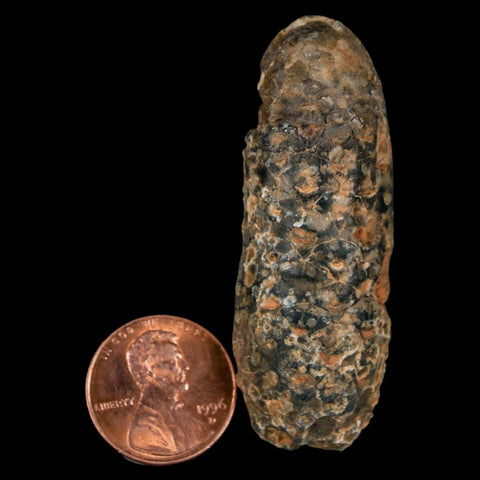 XL 2.2" Fossil Pine Cone Equicalastrobus Replaced By Agate Eocene Age Seeds Fruit - Fossil Age Minerals