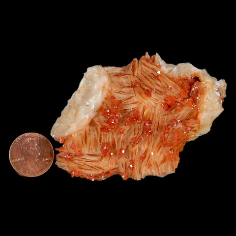 3.1" Sparkly Orange Vanadinite Crystals White Barite Blades Mineral Mabladen Morocco - Fossil Age Minerals