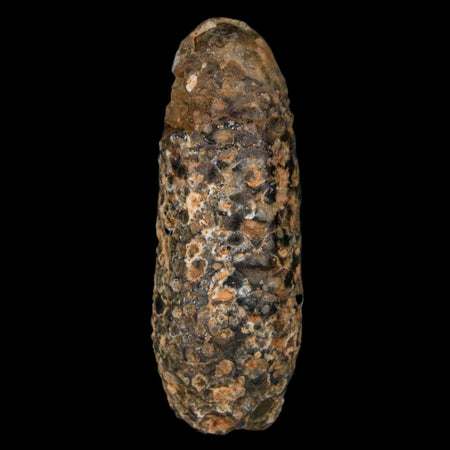 XL 2.2" Fossil Pine Cone Equicalastrobus Replaced By Agate Eocene Age Seeds Fruit