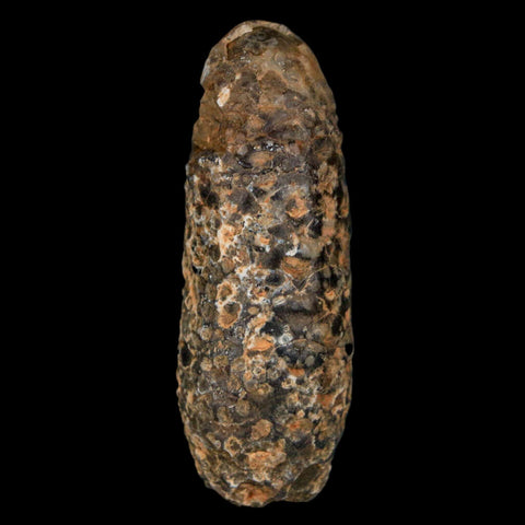 XL 2.2" Fossil Pine Cone Equicalastrobus Replaced By Agate Eocene Age Seeds Fruit - Fossil Age Minerals