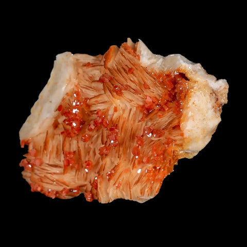 3.1" Sparkly Orange Vanadinite Crystals White Barite Blades Mineral Mabladen Morocco - Fossil Age Minerals