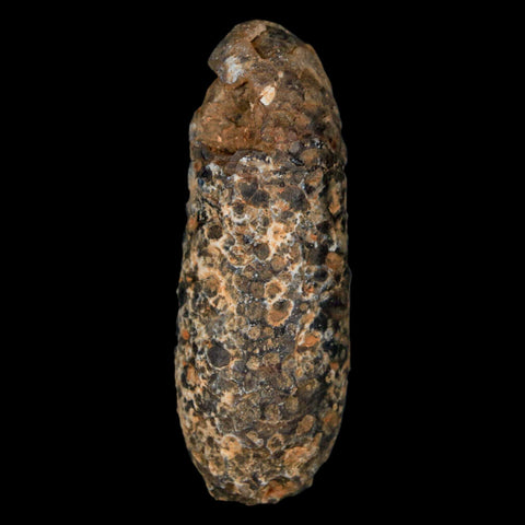 XL 2.2" Fossil Pine Cone Equicalastrobus Replaced By Agate Eocene Age Seeds Fruit - Fossil Age Minerals