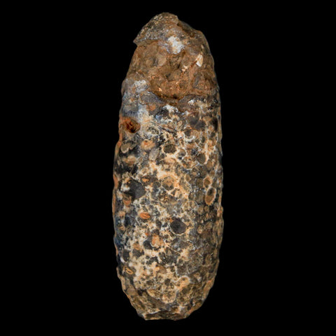 XL 2.2" Fossil Pine Cone Equicalastrobus Replaced By Agate Eocene Age Seeds Fruit - Fossil Age Minerals