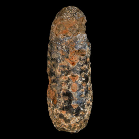 XL 2.2" Fossil Pine Cone Equicalastrobus Replaced By Agate Eocene Age Seeds Fruit - Fossil Age Minerals