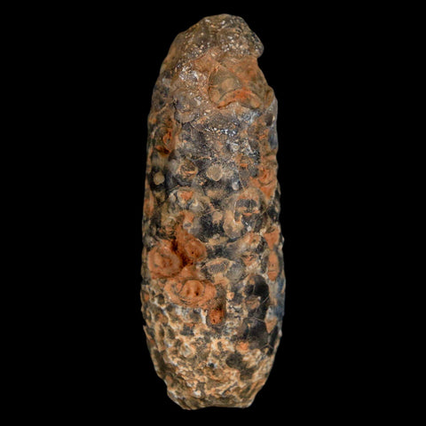 XL 2.2" Fossil Pine Cone Equicalastrobus Replaced By Agate Eocene Age Seeds Fruit - Fossil Age Minerals