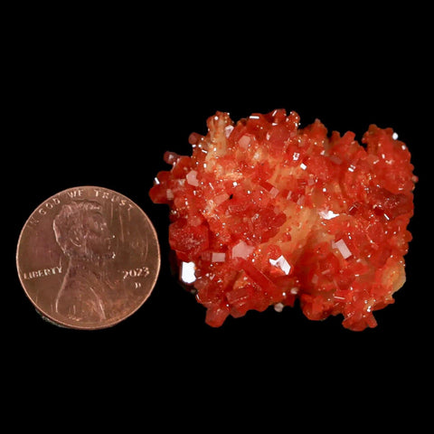 1.3" Sparkly Red Vanadinite Crystals White Barite Blades Mineral Mabladen Morocco - Fossil Age Minerals