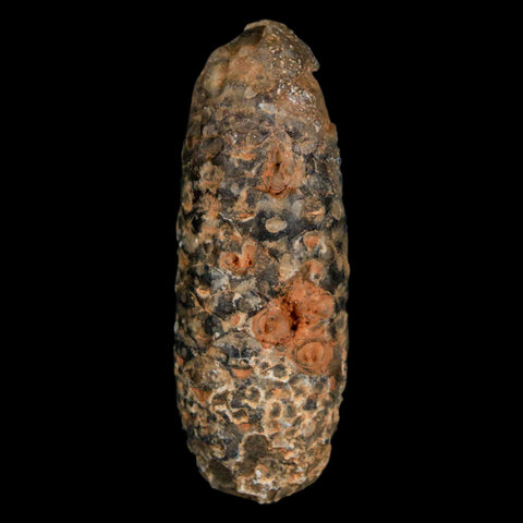 XL 2.2" Fossil Pine Cone Equicalastrobus Replaced By Agate Eocene Age Seeds Fruit - Fossil Age Minerals