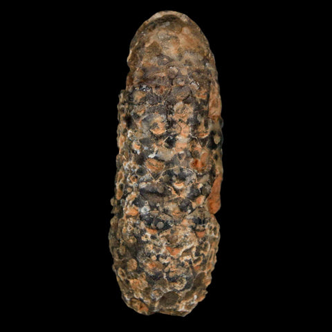 XL 2.2" Fossil Pine Cone Equicalastrobus Replaced By Agate Eocene Age Seeds Fruit - Fossil Age Minerals