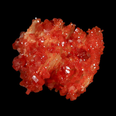 1.3" Sparkly Red Vanadinite Crystals White Barite Blades Mineral Mabladen Morocco - Fossil Age Minerals