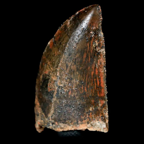 1.4" Carcharodontosaurus Fossil Tooth Cretaceous Dinosaur Morocco COA, Stand - Fossil Age Minerals