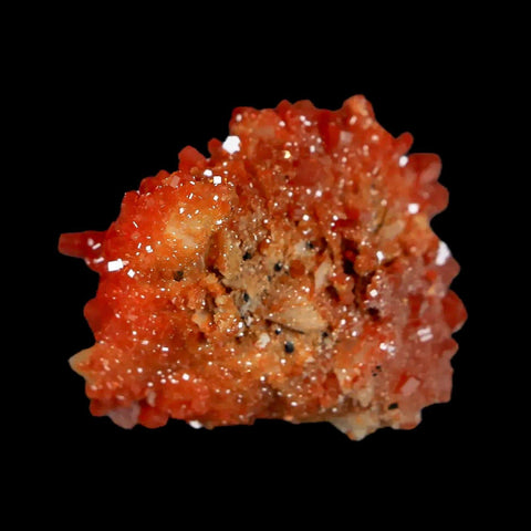 1.3" Sparkly Red Vanadinite Crystals White Barite Blades Mineral Mabladen Morocco - Fossil Age Minerals