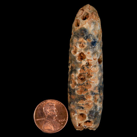 XXXL 2.8" Fossil Pine Cone Equicalastrobus Replaced By Agate Eocene Age Seeds Fruit - Fossil Age Minerals