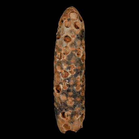 XXXL 2.8" Fossil Pine Cone Equicalastrobus Replaced By Agate Eocene Age Seeds Fruit - Fossil Age Minerals