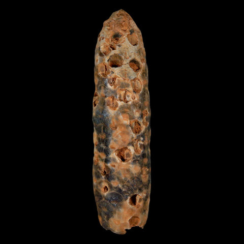 XXXL 2.8" Fossil Pine Cone Equicalastrobus Replaced By Agate Eocene Age Seeds Fruit - Fossil Age Minerals