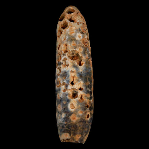 XXXL 2.8" Fossil Pine Cone Equicalastrobus Replaced By Agate Eocene Age Seeds Fruit - Fossil Age Minerals