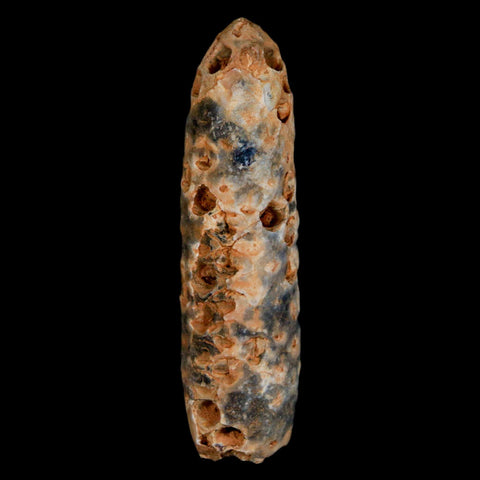 XXXL 2.8" Fossil Pine Cone Equicalastrobus Replaced By Agate Eocene Age Seeds Fruit - Fossil Age Minerals