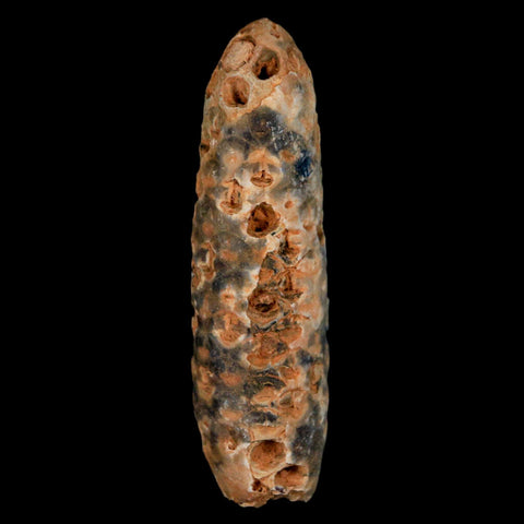 XXXL 2.8" Fossil Pine Cone Equicalastrobus Replaced By Agate Eocene Age Seeds Fruit - Fossil Age Minerals