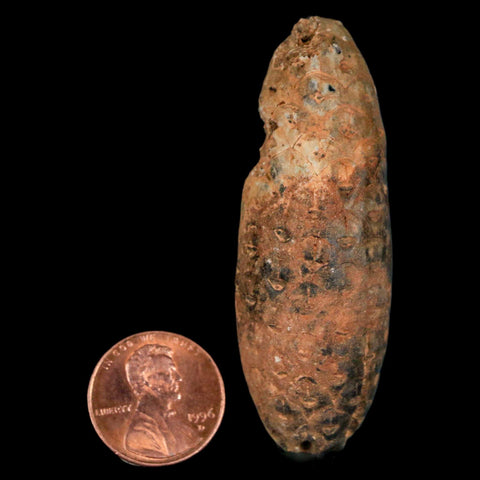 XXL 2.4" Fossil Pine Cone Equicalastrobus Replaced By Agate Eocene Age Seeds Fruit - Fossil Age Minerals