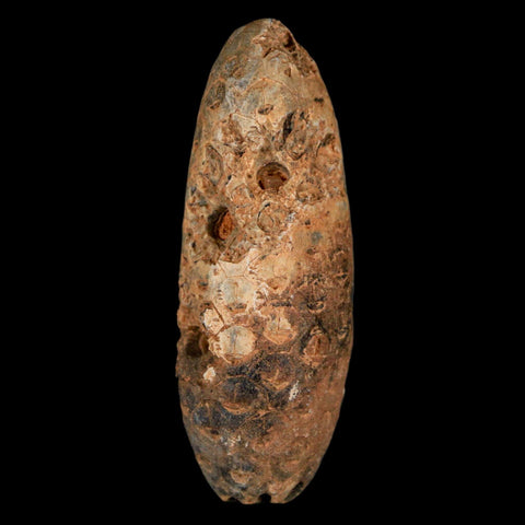 XXL 2.4" Fossil Pine Cone Equicalastrobus Replaced By Agate Eocene Age Seeds Fruit - Fossil Age Minerals