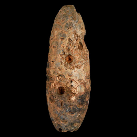 XXL 2.4" Fossil Pine Cone Equicalastrobus Replaced By Agate Eocene Age Seeds Fruit - Fossil Age Minerals