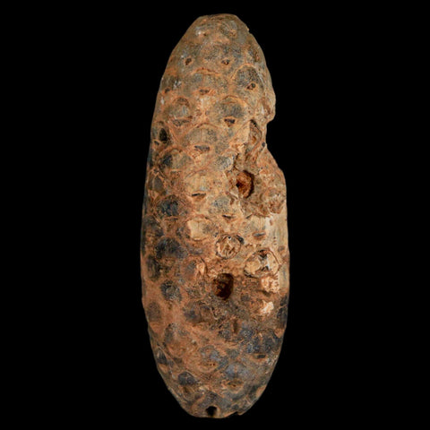 XXL 2.4" Fossil Pine Cone Equicalastrobus Replaced By Agate Eocene Age Seeds Fruit - Fossil Age Minerals