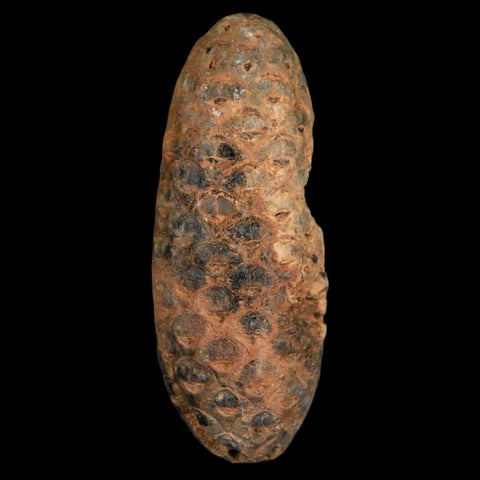 XXL 2.4" Fossil Pine Cone Equicalastrobus Replaced By Agate Eocene Age Seeds Fruit - Fossil Age Minerals