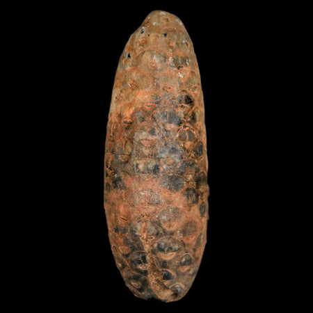 XXL 2.4" Fossil Pine Cone Equicalastrobus Replaced By Agate Eocene Age Seeds Fruit