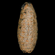 XL 2.2" Fossil Pine Cone Equicalastrobus Replaced By Agate Eocene Age Seeds Fruit