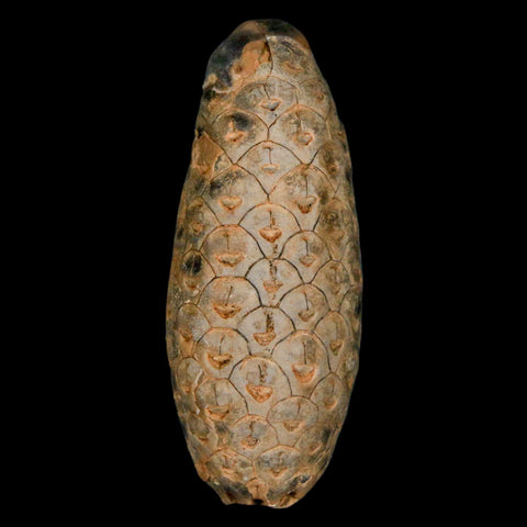 XL 2.2" Fossil Pine Cone Equicalastrobus Replaced By Agate Eocene Age Seeds Fruit - Fossil Age Minerals