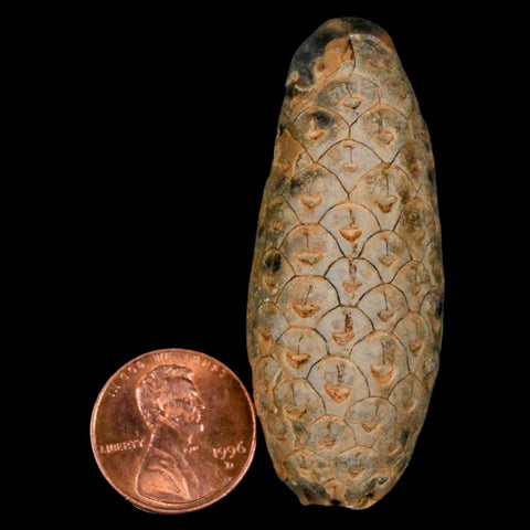 XL 2.2" Fossil Pine Cone Equicalastrobus Replaced By Agate Eocene Age Seeds Fruit - Fossil Age Minerals