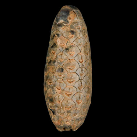 XL 2.2" Fossil Pine Cone Equicalastrobus Replaced By Agate Eocene Age Seeds Fruit