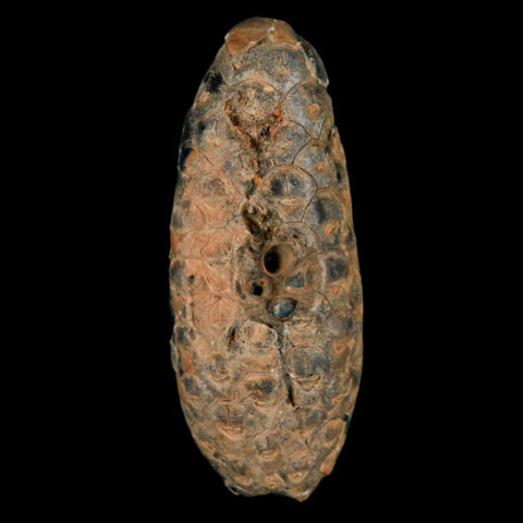 XL 2.2" Fossil Pine Cone Equicalastrobus Replaced By Agate Eocene Age Seeds Fruit - Fossil Age Minerals