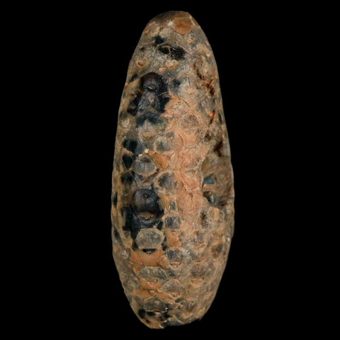 XL 2.2" Fossil Pine Cone Equicalastrobus Replaced By Agate Eocene Age Seeds Fruit - Fossil Age Minerals