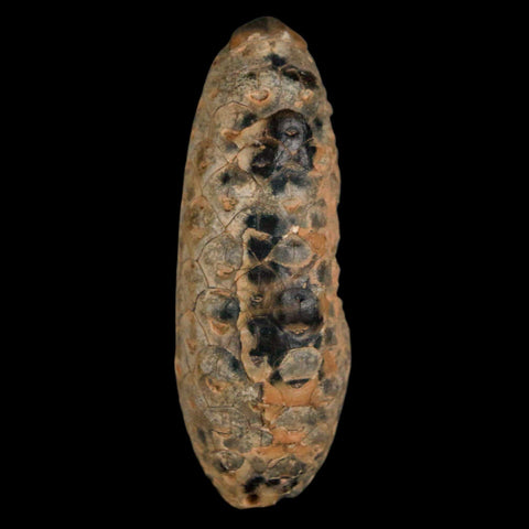 XL 2.2" Fossil Pine Cone Equicalastrobus Replaced By Agate Eocene Age Seeds Fruit - Fossil Age Minerals