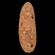 XL 2.3" Fossil Pine Cone Equicalastrobus Replaced By Agate Eocene Age Seeds Fruit