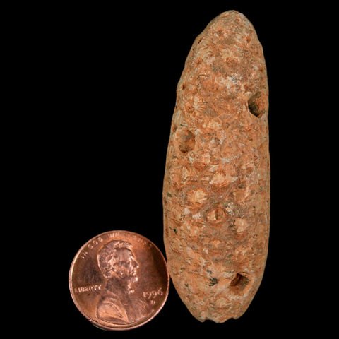 XL 2.3" Fossil Pine Cone Equicalastrobus Replaced By Agate Eocene Age Seeds Fruit - Fossil Age Minerals