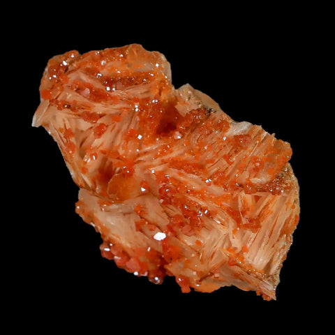 2" Sparkly Orange Vanadinite Crystals White Barite Blades Mineral Mabladen Morocco - Fossil Age Minerals