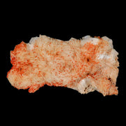 5.9" Sparkly Orange Vanadinite Crystals White Barite Blades Mineral Mabladen Morocco