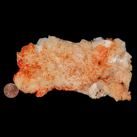 5.9" Sparkly Orange Vanadinite Crystals White Barite Blades Mineral Mabladen Morocco - Fossil Age Minerals