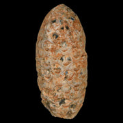 1.9" Fossil Pine Cone Equicalastrobus Replaced By Agate Eocene Age Seeds Fruit