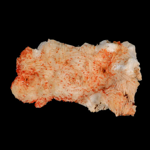 5.9" Sparkly Orange Vanadinite Crystals White Barite Blades Mineral Mabladen Morocco - Fossil Age Minerals