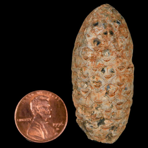 1.9" Fossil Pine Cone Equicalastrobus Replaced By Agate Eocene Age Seeds Fruit - Fossil Age Minerals