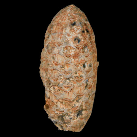 1.9" Fossil Pine Cone Equicalastrobus Replaced By Agate Eocene Age Seeds Fruit