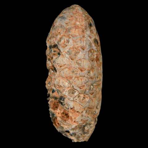 1.9" Fossil Pine Cone Equicalastrobus Replaced By Agate Eocene Age Seeds Fruit - Fossil Age Minerals